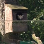 Little fox playing hide and seek