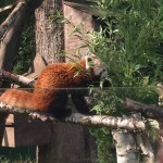 Red panda