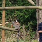 Lemurs