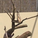 Its the meerkats!