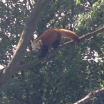 Another Red Panda