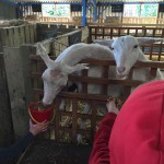 The goats were very hungry
