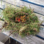 Our bird nest competition