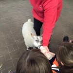 Having a lovely time bottle feeding the lambs