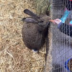 Feeding the rabbits