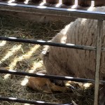 We watched a lamb being born