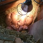 Little piglets relaxing
