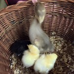 lovely fluffy chicks and ducks
