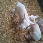 Cute newborn lambs