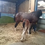 Mother and baby horses