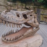 Dinosaur skull