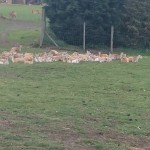 A herd of Deer
