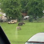 The rhinos