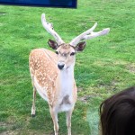 The animals came right up to the coach