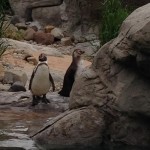 Penguins!!!
