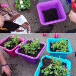 we decided to brighten up our little playground area so we did some planting of some lovely flowers