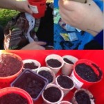 we had fun planting all sorts of seeds including cabbage, lettuce and beetroot