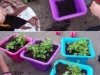 planting