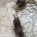We watched the otters having lunch