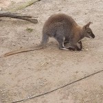 We got really close to the kangaroos