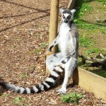 A Lemur just chilling in thew sunshine