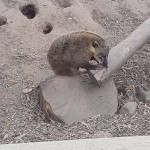Another of the many animals we saw during the trip