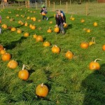 We enjoyed picking our own pumpkins to carve