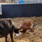 We also saw a calf relaxing in the barn