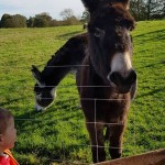 and some donkeys in the field, they were noisy!