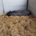 the pigs were snoozing