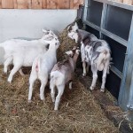 the goats were very hungry