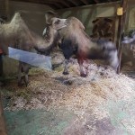 We saw lots of animals including Camels