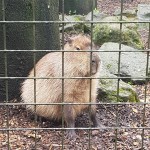Capybara