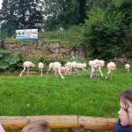 Flamingoes