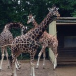 Giraffes