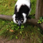 We walked through Lemur world