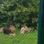 We saw some lions