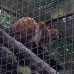 Lynx