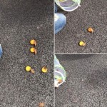 We released the butterflies on the Friday afternoon