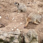 Meerkats