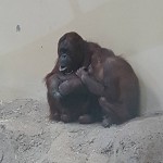 Orangutans