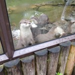 Otters