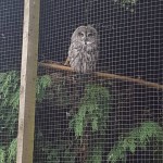 Owls