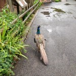 We saw a peacock just casually walking around