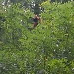 We saw red pandas
