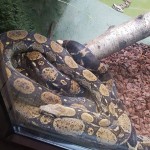 Snakes