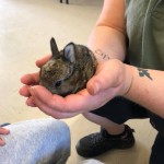 cute baby rabbit, it was only a few days old