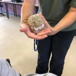 cute little hedgehog
