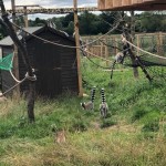 we took a walk into the lemurs habitat