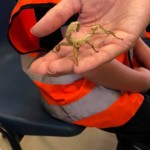 and got a close look at a stick insect